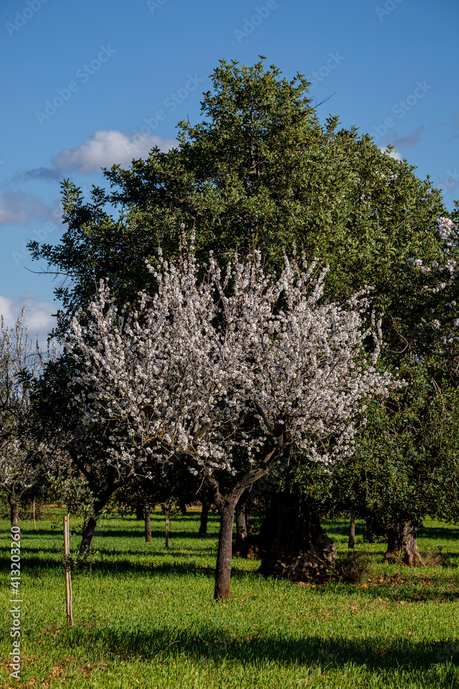flowering almond tree, Bunyola, Mallorca, Balearic Islands, Spain