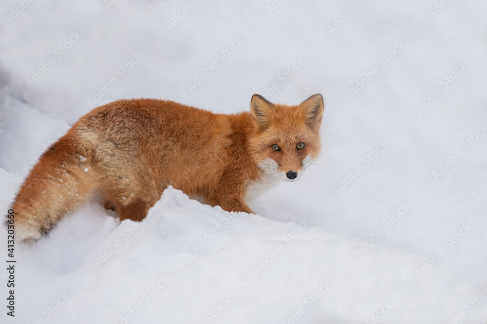 Obraz premium 雪の中のキタキツネ