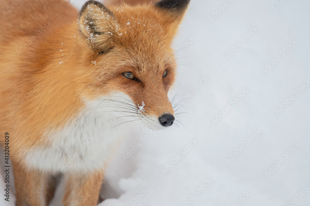 Obraz premium 雪の中のキタキツネ