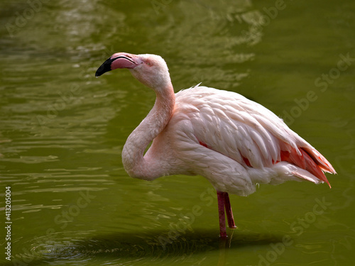 Flamingo (Phoenicopterus) standing in the water 