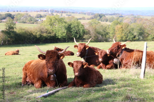 Les vaches de Salers