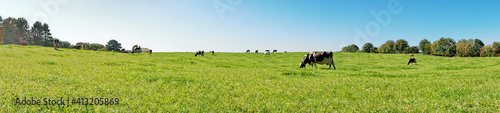 Kühe auf einer Weide im Sommer - Wiese Panorama © ExQuisine
