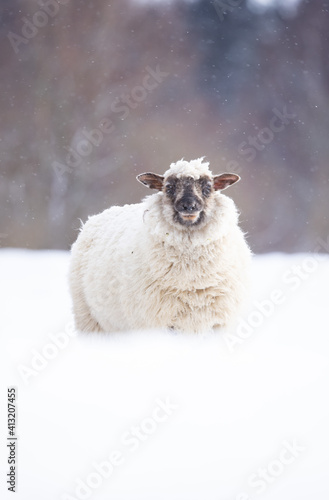 A single sheep in the show