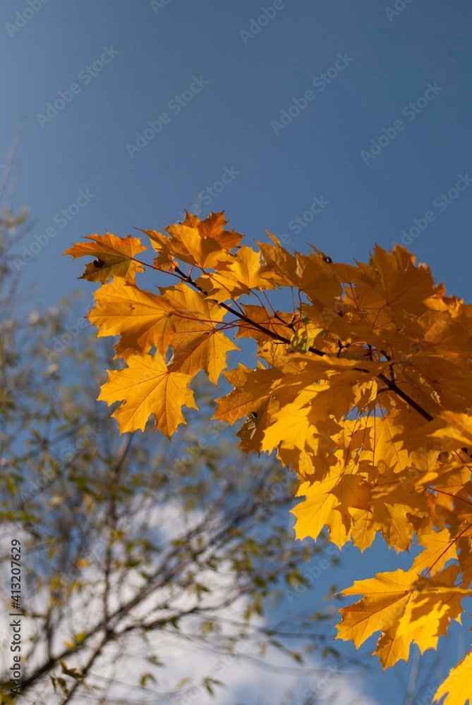 Fototapeta premium autumn maple leaves