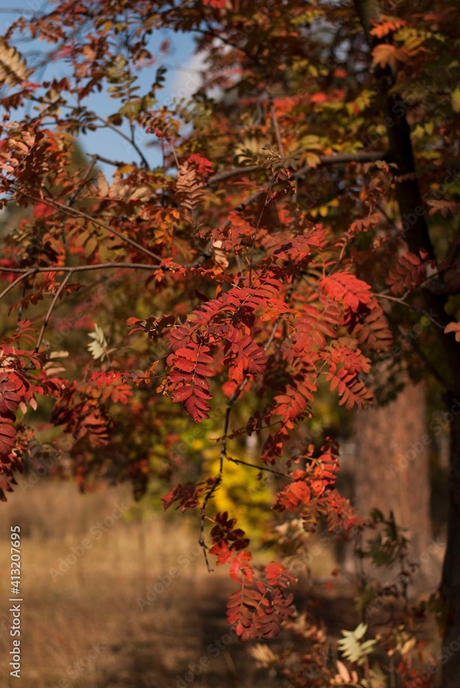 leaves leaves