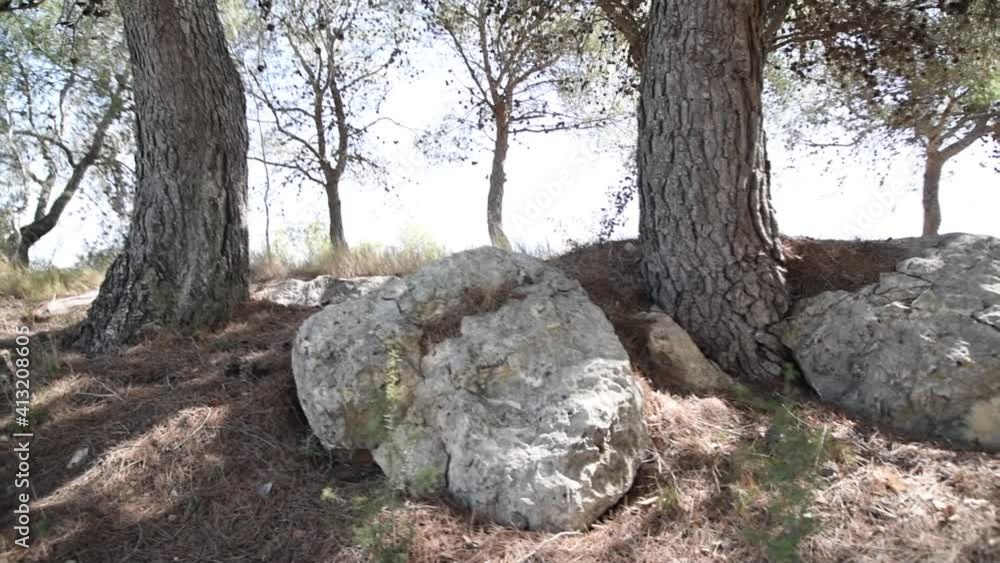 Pines, rocks, nature and a large meadow A beautiful landscape in the middle of nature. A pine forest illuminated by the sun at sunset Pines, rocks, nature and a large meadow A beautiful landscape in the middle of nature. A pine forest illuminated by the sun at sunset