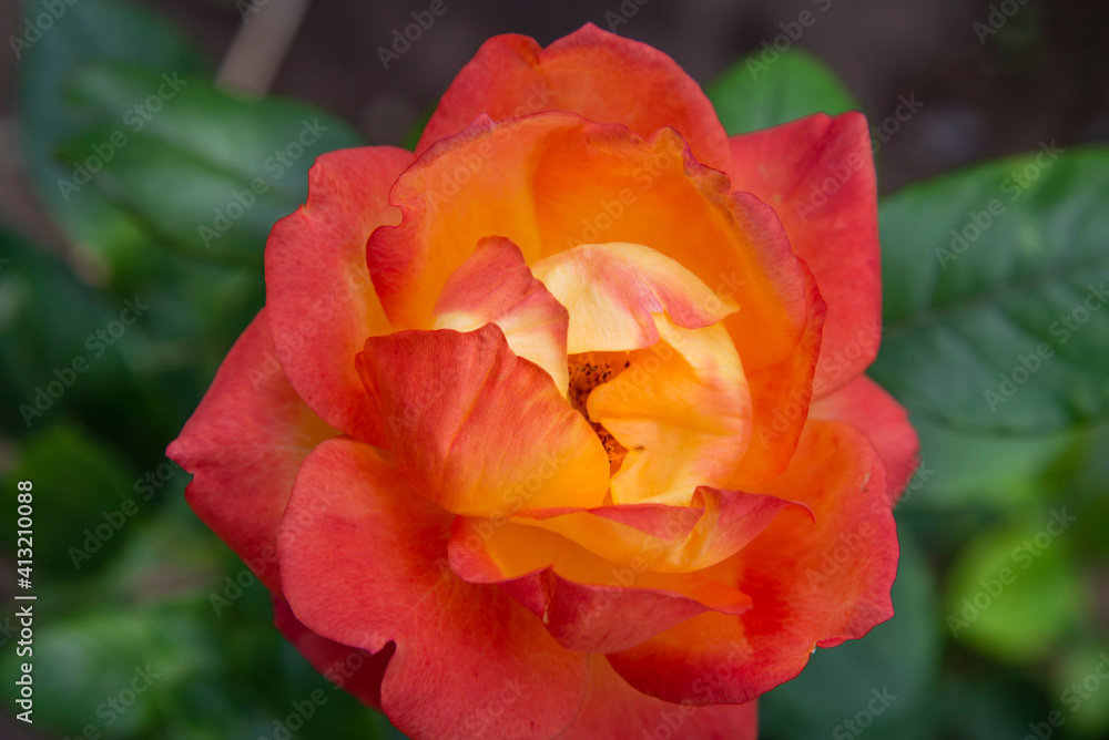 A large red and yellow rose close-up in a green garden. The concept of festive colors. A large red and yellow rose close-up in a green garden. The concept of festive colors.