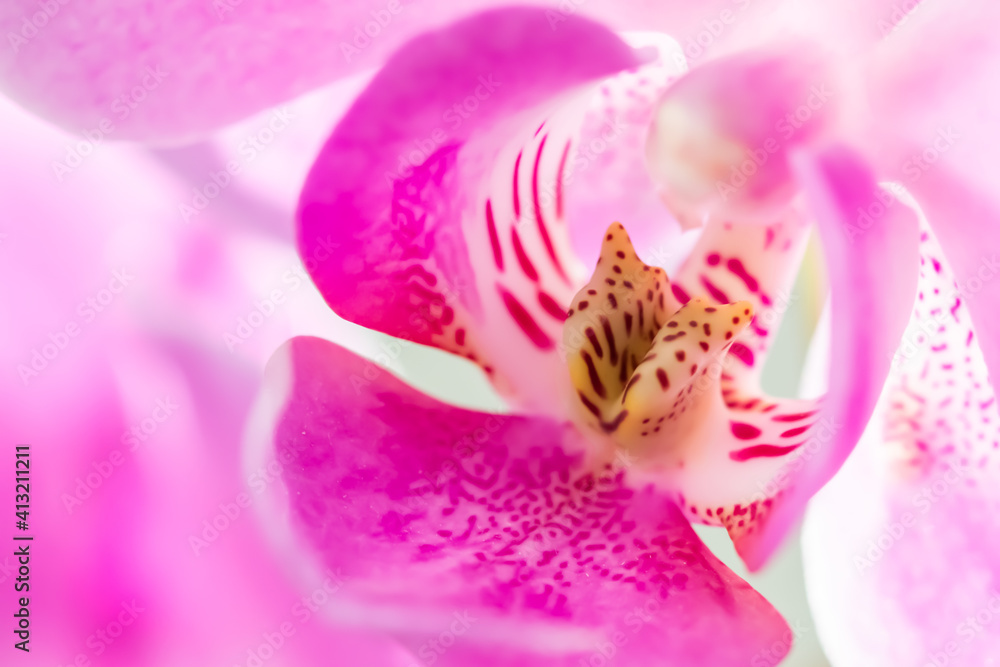 Purple orchid phalaenopsis flower fragment. Macro. Floral background. Purple orchid phalaenopsis flower fragment. Macro. Floral background.