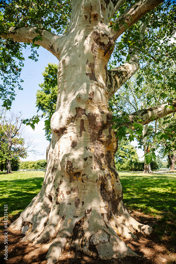 Fototapeta premium Old Platanus tree in the park