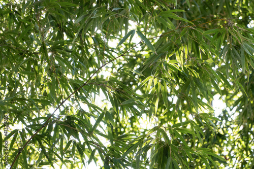 Bamboo leaves receiving the early summer sunlight 