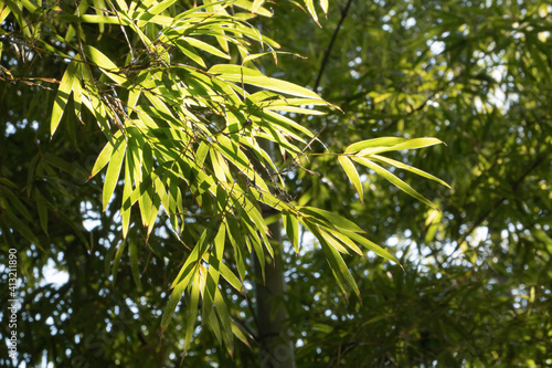 Bamboo leaves receiving the early summer sunlight 