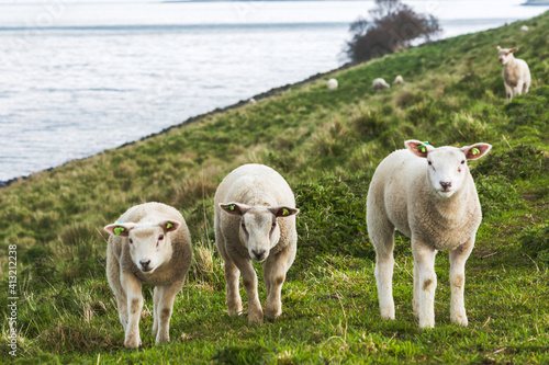 Fototapeta Naklejka Na Ścianę i Meble -  Sustainable livestock concept. Sheep on a green field. Domestic furry and fluffy animal. Eco farmland, countryside, grassland, farm, nature, grass, pasture