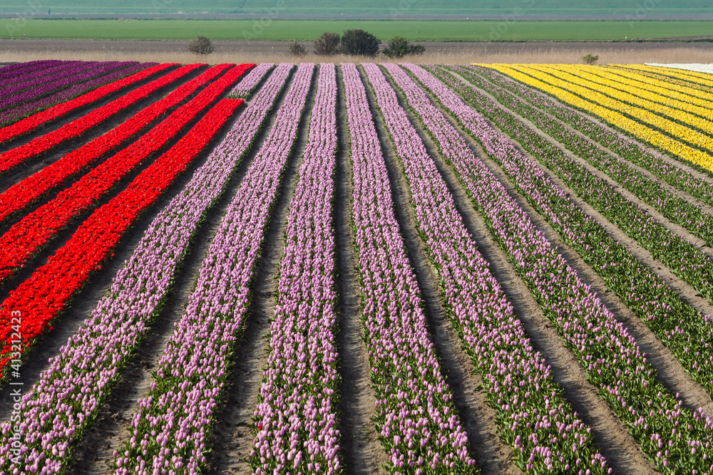 Holland field Netherlands farmland spring scenic background. Colorful bright tulips. Springtime harmony, rustic outdoor organic wallpaper. Ecotourism picture