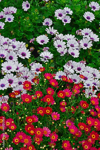 Fototapeta Naklejka Na Ścianę i Meble -  Flower border of colourful Argyranthemum angelic