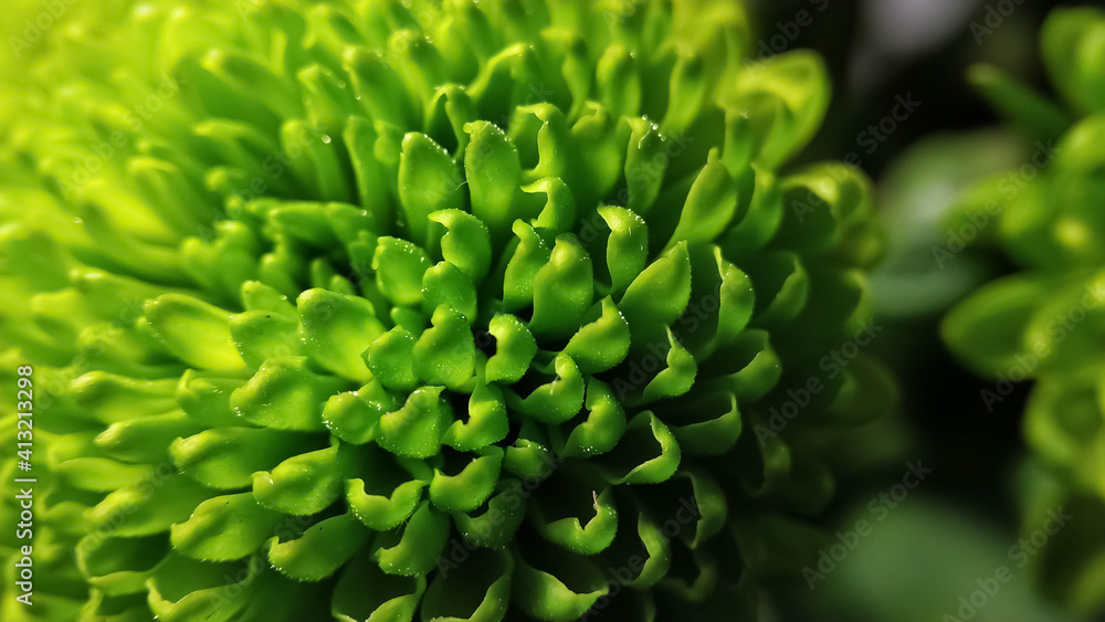 Green fluffy caps of chrysanthemum flowers close up Green fluffy caps of chrysanthemum flowers close up