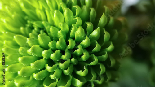 Green fluffy caps of chrysanthemum flowers close up