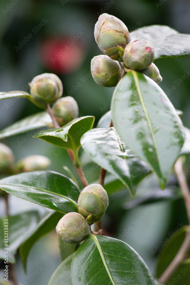 camellia buds. sprout of a new life and plant. selective focus.