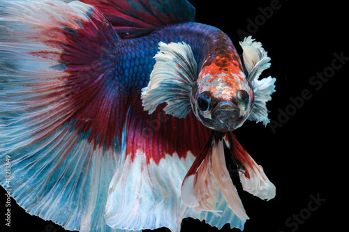 Obraz na płótnie Siamese beta fish with colorfull body.