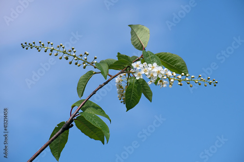 The  charming twig of blooming white bird cherry on bright blue sky background photo