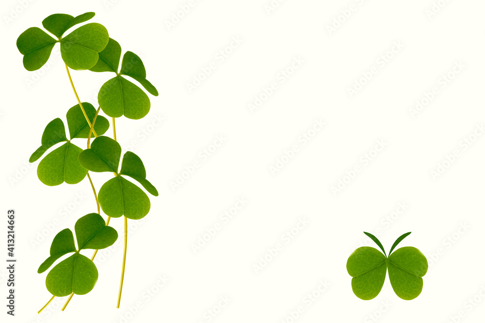 green clover leaves isolated on white background. St.Patrick 's Day