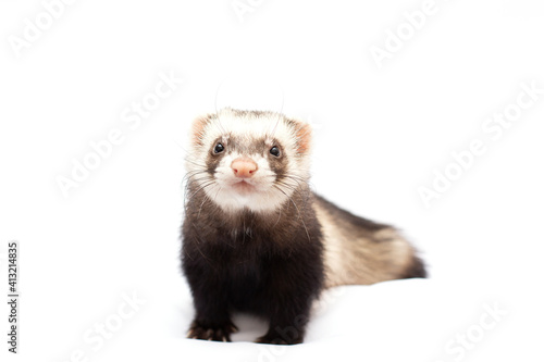 Cute young ferret sits on a white background