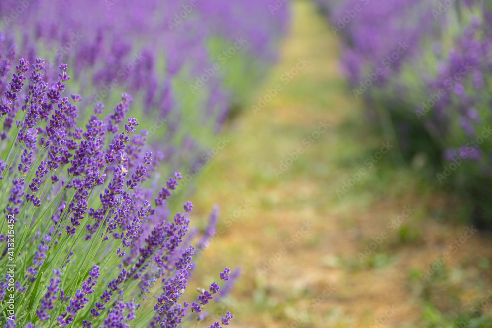 Obraz premium Lavender field in sunlight. Field of Lavender, Lavender officinalis. Beautiful image of lavender field. flower field, image for nat.