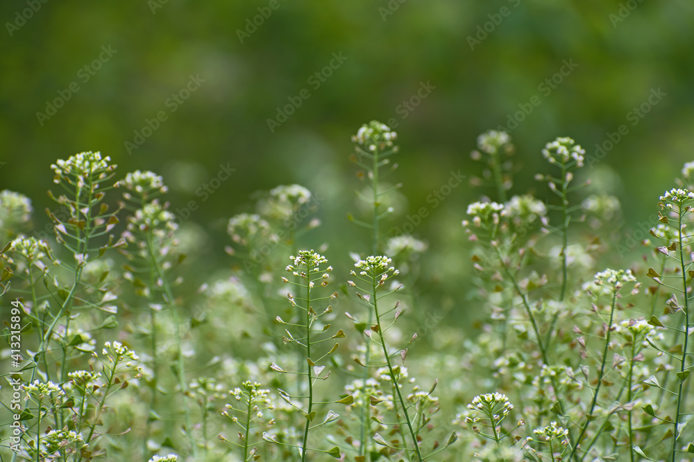 Green meadow with shepherds purse plant on blurred green floral background