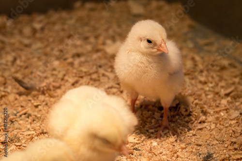 baby chicken in a farm