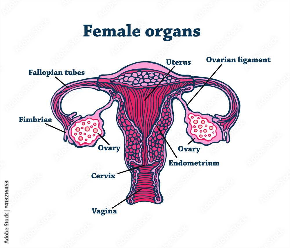 Anatomically correct drawn female genitals. Uterus, vagina, eggs and ...