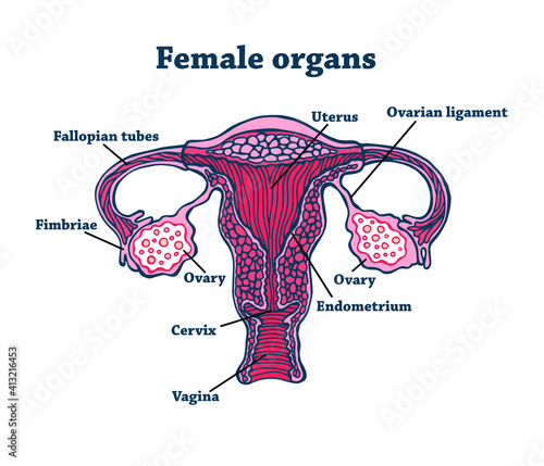 Anatomically correct drawn female genitals. Uterus, vagina, eggs and endometrium. Illustration for studying premenstrual syndrome, contraception, ovulation, menopause and pregnancy