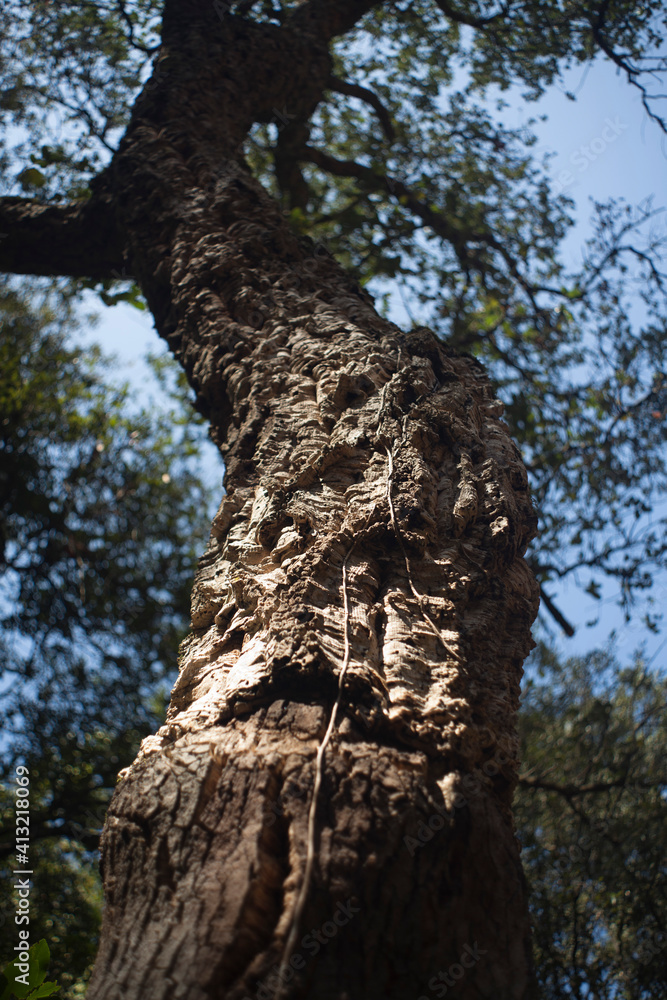 textura de corteza de árbol de corcho 