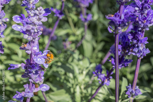 Close-up of a bee on purple lavender flowers in the field. Nature beautiful background