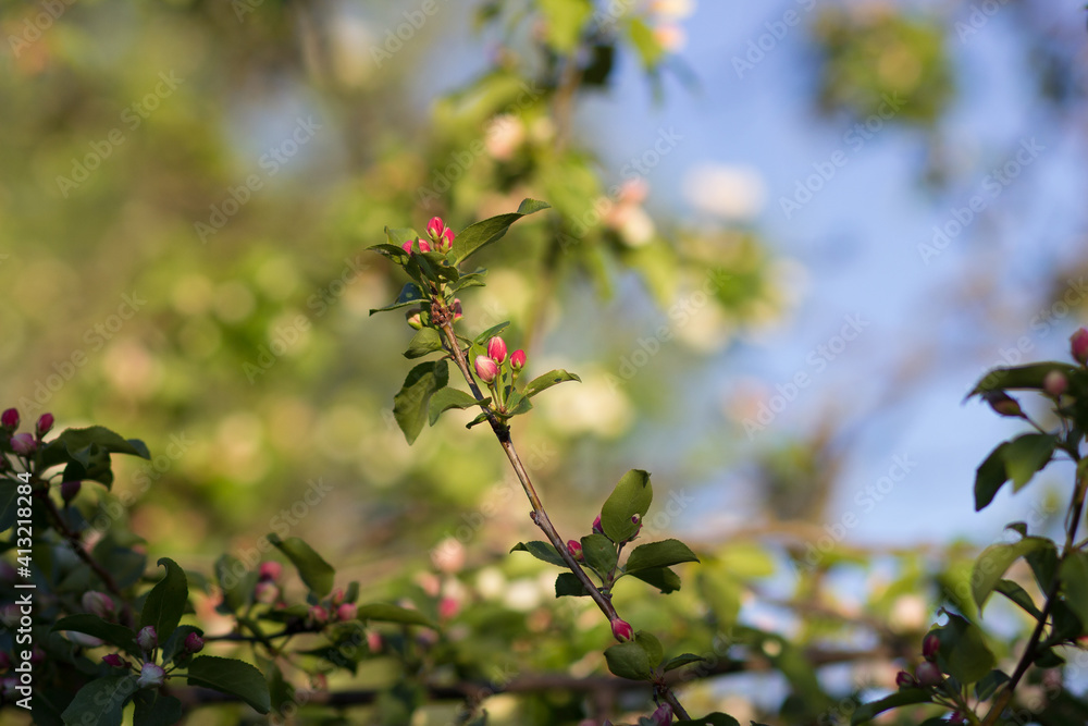 A branch with red apple blossoms. A branch with red apple blossoms.