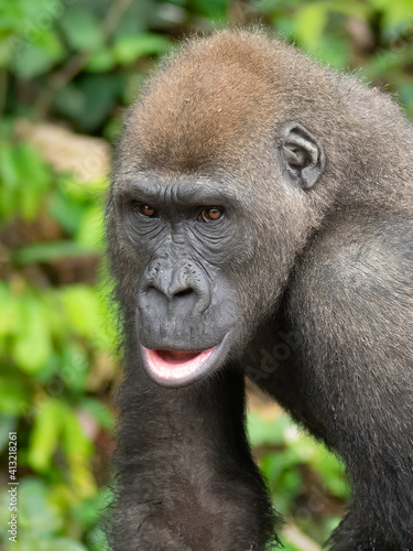 A Western gorilla (Gorilla gorilla) Africa Gabon. © vaclav