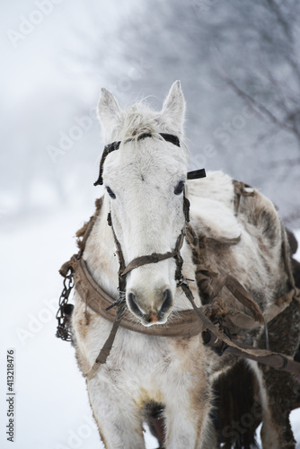 White harness horse in village,winter photo