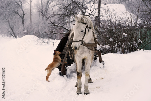 White harness horse in village winter photo