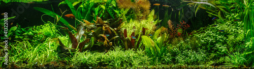 A green beautiful planted tropical freshwater aquarium with fishes,zebra angelfish pterophyllum scalare aquarium