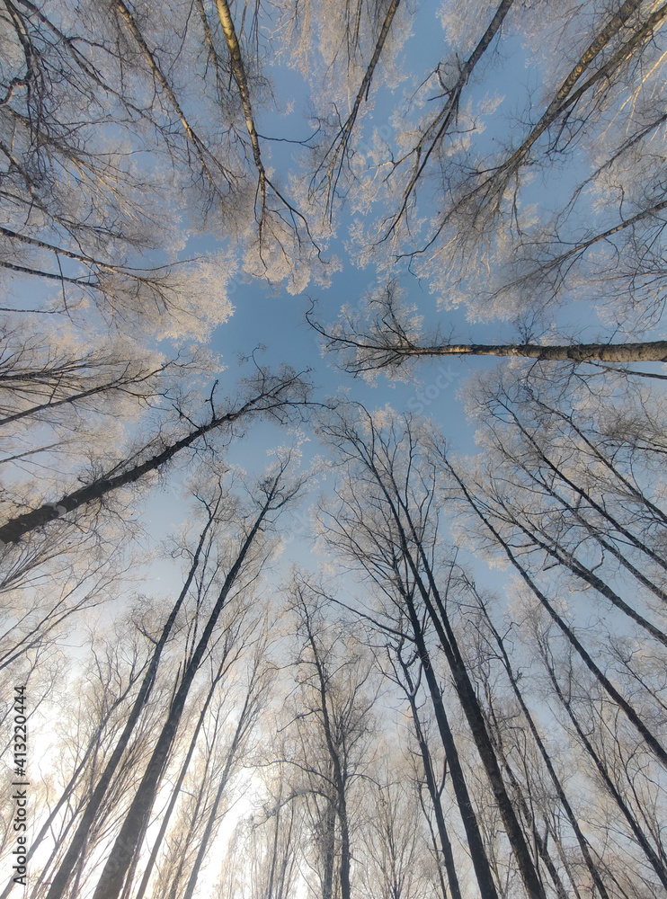 Obraz premium Silhouettes of trees against the blue sky. Tree branches covered with frost..