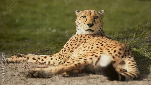 Cheetah Acinonyx Jubatus laying down in the zoo