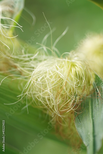 corn