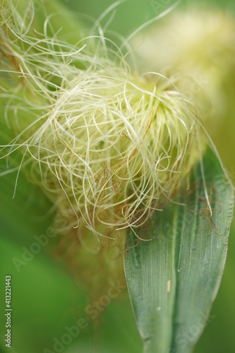 Corn
