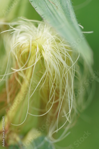 Corn