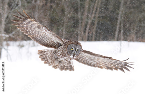 Great grey owl with wings spread out hunting