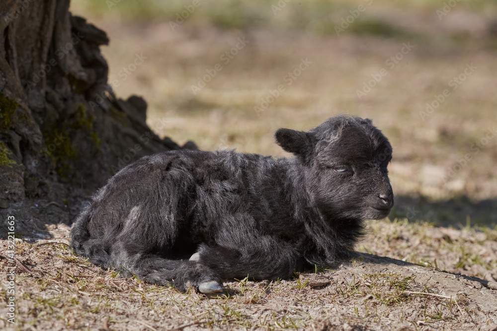 Close up of black ouessant sheep lamb Close up of black ouessant sheep lamb