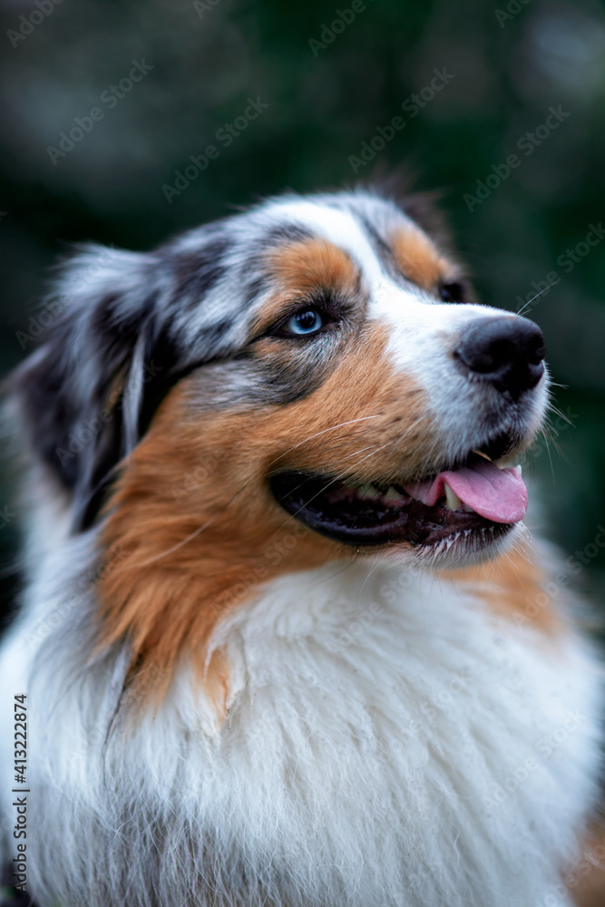 Australian Shepherd portrait Australian Shepherd portrait
