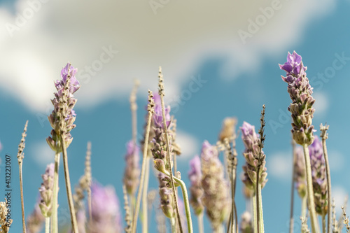 Close-up of lavender flowers against the sky.