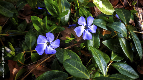 High angle closeup of purple Vinca flowers in a garden captured during the daytime photo