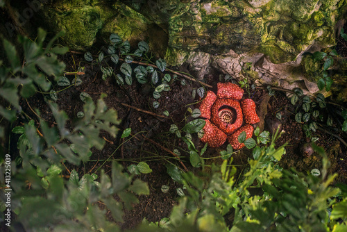 Rafflesia arnoldii - largest individual flower on Earth photo