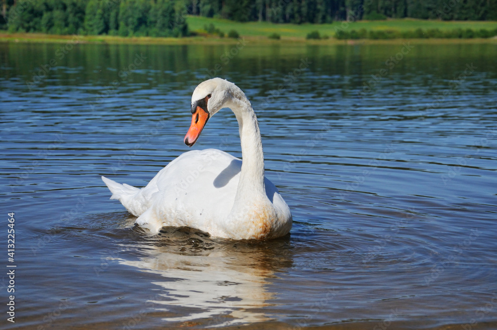 Swan wildlife look