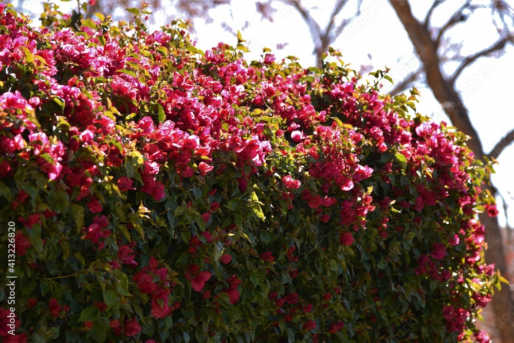 pink flowers of a bougainvillea hedge